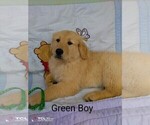 Small Photo #9 Golden Retriever Puppy For Sale in WARRENSBURG, MO, USA