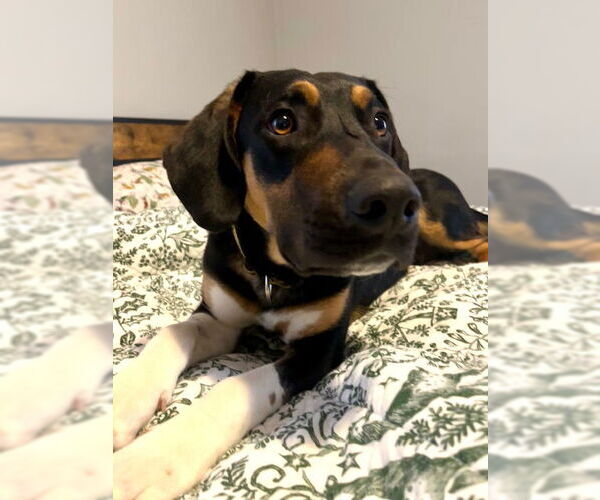 Medium Photo #4 Mutt Puppy For Sale in Minneapolis, MN, USA