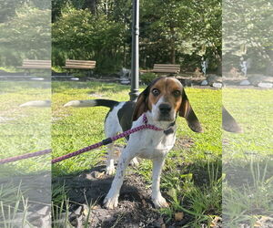 Medium Beagle Mix