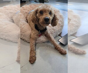 Poodle (Miniature) Dogs for adoption in San Diego, CA, USA