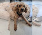 Small Poodle (Miniature)