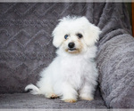 Small #4 Bichon Frise