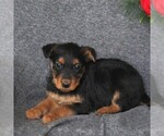 Small Photo #2 Airedale Terrier Puppy For Sale in HOLTWOOD, PA, USA