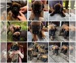 Small Photo #3 Mastiff-Saint Bernard Mix Puppy For Sale in KIMBOLTON, OH, USA