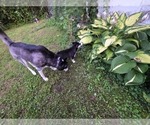 Small Photo #35 Siberian Husky Puppy For Sale in ALTON, IL, USA