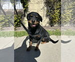 Small Rottweiler Mix