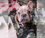 Small Photo #73 French Bulldog Puppy For Sale in MCKINLEYVILLE, CA, USA