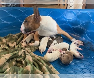 Bull Terrier Puppy for sale in EAST CAMDEN, AR, USA
