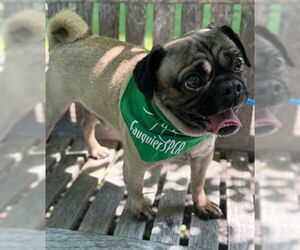 Pug-Unknown Mix Dogs for adoption in Warrenton, VA, USA