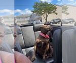 Small #1 American Staffordshire Terrier