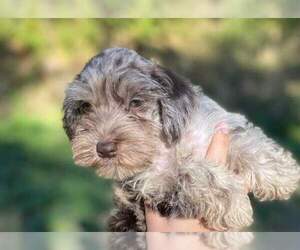 Schnauzer (Miniature) Puppy for sale in ORLANDO, FL, USA