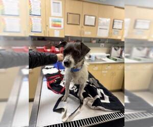 Mutt Dogs for adoption in Riverside, CA, USA