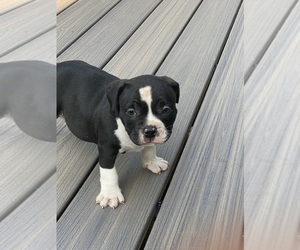 Bullypit Puppy for Sale in NORFOLK, Virginia USA