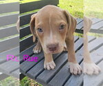 Small Black Mouth Cur