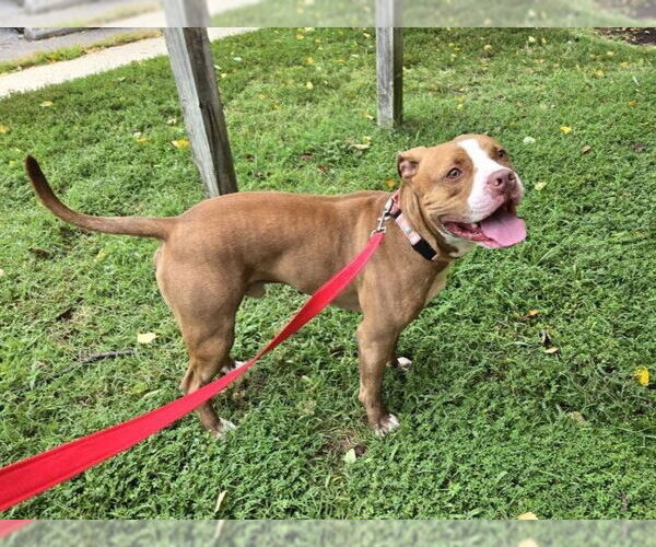 Medium Photo #2 American Pit Bull Terrier-Unknown Mix Puppy For Sale in Millersville, MD, USA