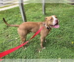 Small #1 American Pit Bull Terrier Mix