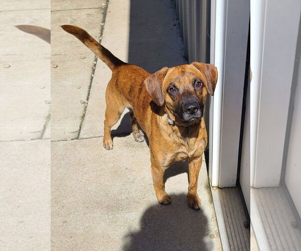 Medium Photo #2 Boxer-Mountain Cur Mix Puppy For Sale in Woodsfield, OH, USA