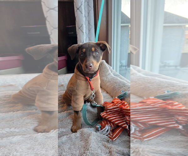 Medium Photo #1 Doberman Pinscher-Unknown Mix Puppy For Sale in Minneaoplis, MN, USA