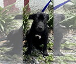 Small #5 Labrador Retriever Mix