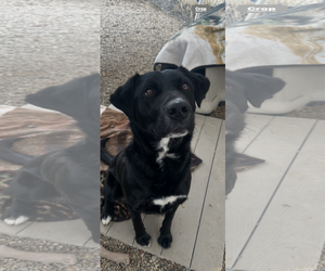 Mutt Dogs for adoption in Emmett, ID, USA