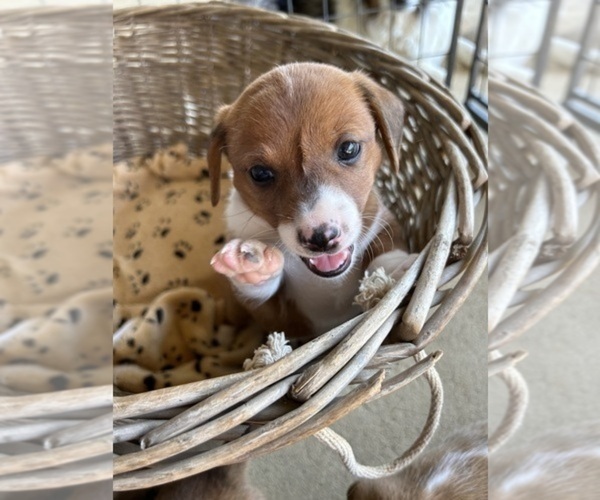 Medium Photo #1 Dorgi Puppy For Sale in CYNTHIANA, KY, USA
