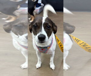 Chihuahua-Unknown Mix Dogs for adoption in Mount Pleasant, SC, USA
