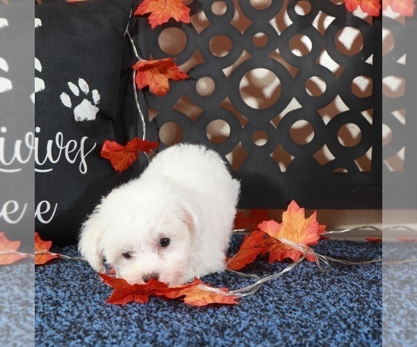 Medium Photo #5 Bichpoo Puppy For Sale in MOUNT VERNON, OH, USA