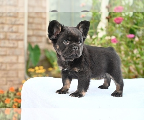 Medium Photo #21 French Bulldog Puppy For Sale in DECATUR, GA, USA