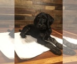 Small Photo #9 Labradoodle Puppy For Sale in ROBERTA, GA, USA