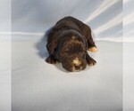 Small Photo #31 Golden Mountain Dog Puppy For Sale in BLACK FOREST, CO, USA
