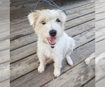 Small Photo #8 Jack Russell Terrier Puppy For Sale in IDAHO FALLS, ID, USA