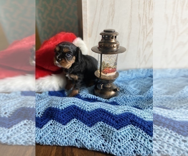 Medium Photo #9 Cavalier King Charles Spaniel Puppy For Sale in FREDERICKSBRG, PA, USA