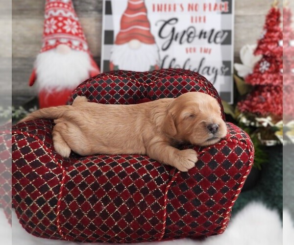 Medium Photo #2 Cavapoo (Miniature) Puppy For Sale in CARLISLE, KY, USA