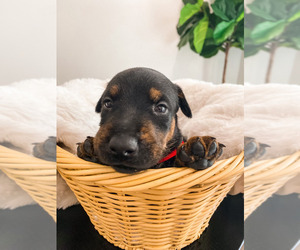 Doberman Pinscher-Scottish Terrier Mix Puppy for sale in PACE, FL, USA