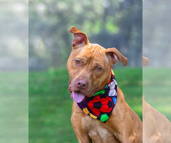 Medium Photo #2 Mutt Puppy For Sale in Unionville, PA, USA