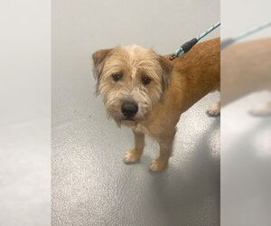 Mutt Dogs for adoption in St. Cloud, FL, USA