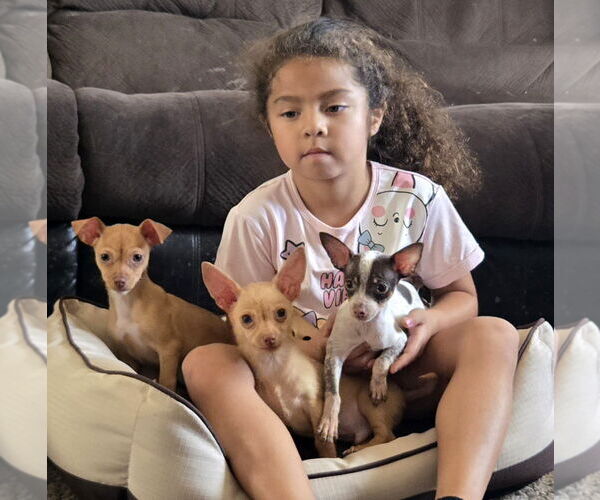 Medium Photo #2 Miniature Pinscher Puppy For Sale in Peralta, NM, USA