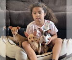 Small #1 Miniature Pinscher