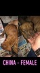 Small Photo #4 Olde English Bulldogge Puppy For Sale in PRINCETON, MN, USA