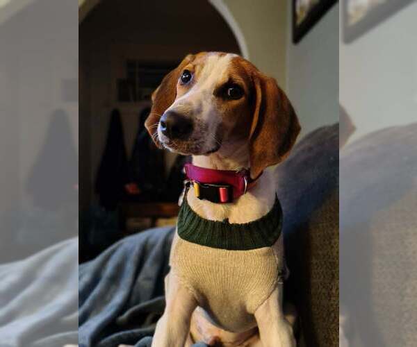 Medium Photo #3 Mutt Puppy For Sale in Utica, NY, USA