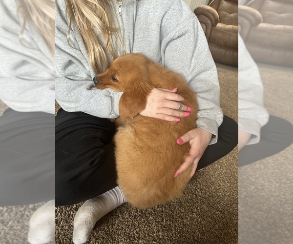 Medium Photo #3 Golden Retriever Puppy For Sale in DENTON, TX, USA