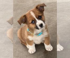 Augi Puppy for sale in BRIGGSDALE, CO, USA