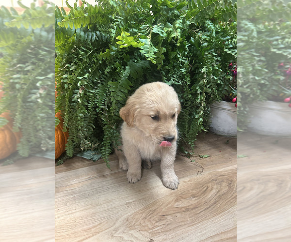 Medium Photo #5 Golden Retriever Puppy For Sale in LEAF RIVER, IL, USA