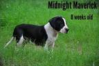 Small Photo #1 Alapaha Blue Blood Bulldog Puppy For Sale in CLEVELAND, GA, USA