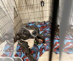 Small #2 American Pit Bull Terrier Mix