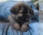 Small Photo #3 German Shepherd Dog Puppy For Sale in YUCCA VALLEY, CA, USA