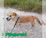 Small #1 Dachshund-Labrador Retriever Mix