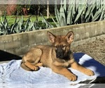 Small Photo #3 German Shepherd Dog Puppy For Sale in VACAVILLE, CA, USA