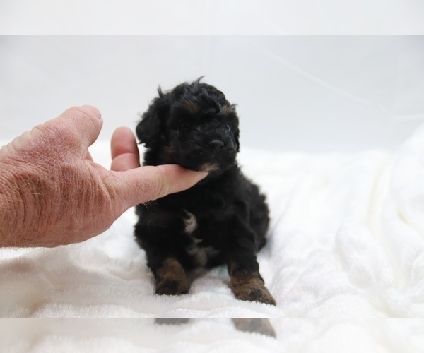 Medium Photo #17 Cockapoo Puppy For Sale in RIPLEY, TN, USA