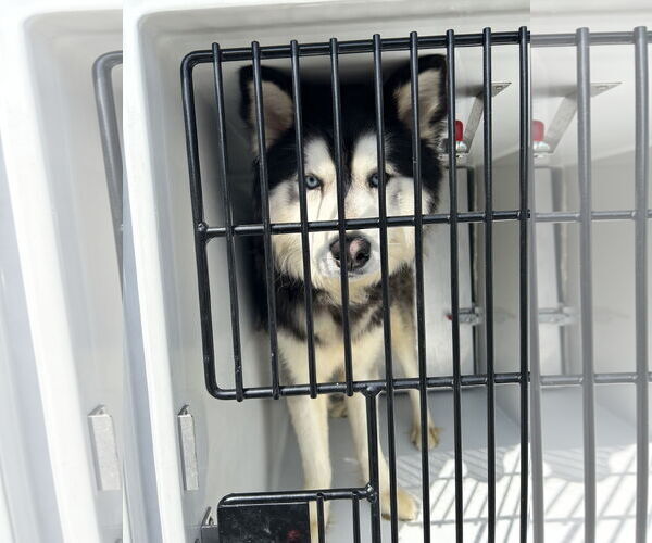 Medium Photo #5 - Mix Puppy For Sale in Virginia Beach, VA, USA